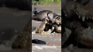 Crocs Catch Migrating Gnus #shorts