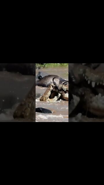 Crocs Catch Migrating Gnus #shorts