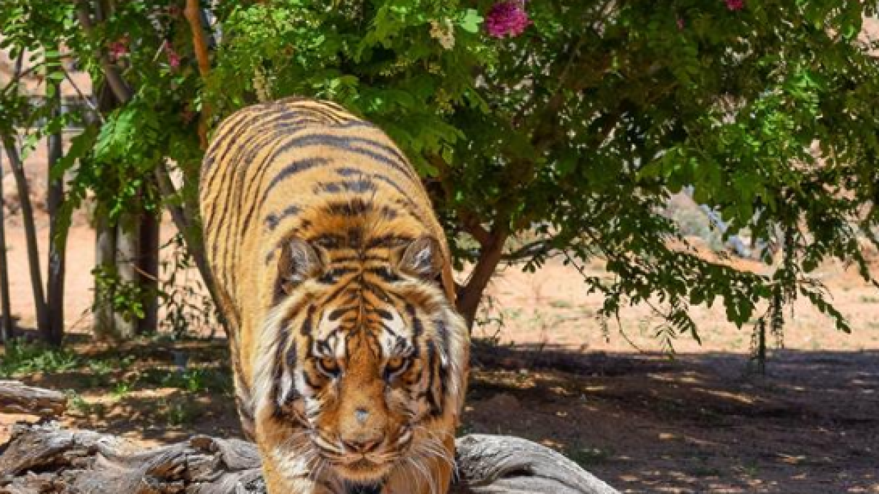 Former Las Vegas illusionist attacked by tiger