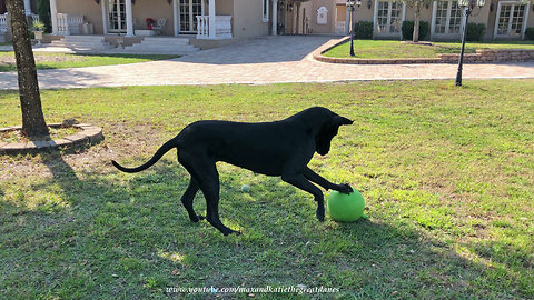 Great Danes Love To Play Jolly Ball Soccer