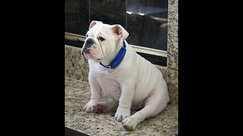 Watch Rudy the Bulldog crush the Masters Agility course