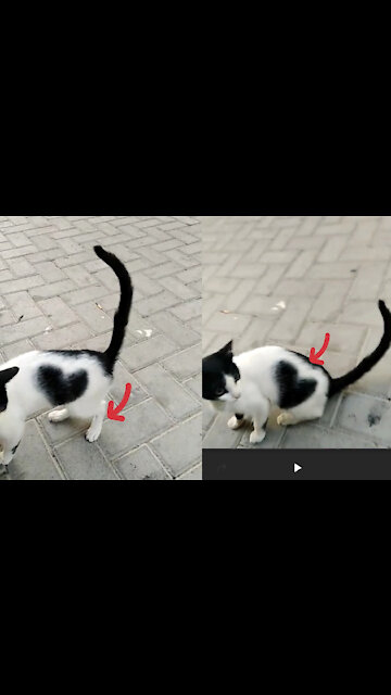 Two Hearted Cat, Rare and Mind Blowing Creation Of Nature