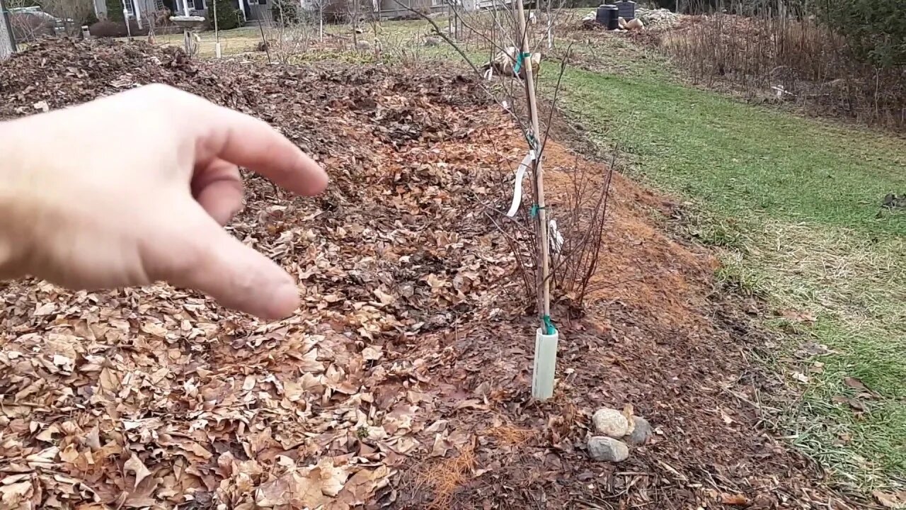 Quick tour, swales, integrating compost for automatic natural fertilization