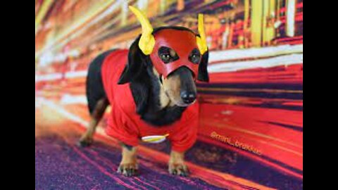 The flash dog