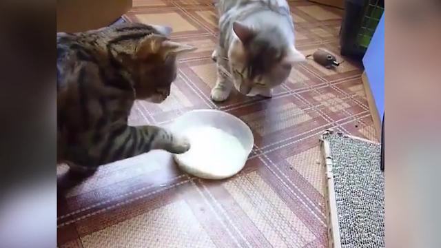 "Cats Fight Over Milk Bowl"