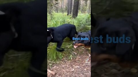 Best buds