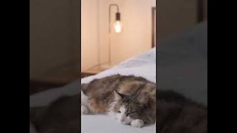 #Cat_&_baby_playing #short_video