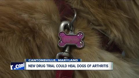 New trial healing arthritis in dogs