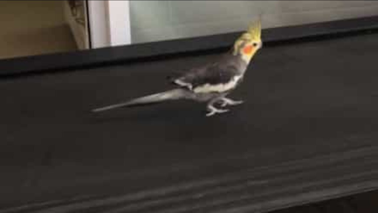 Cockatiel stays in shape using treadmill