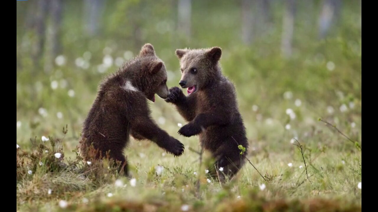 Do pet brown bears live with Russians