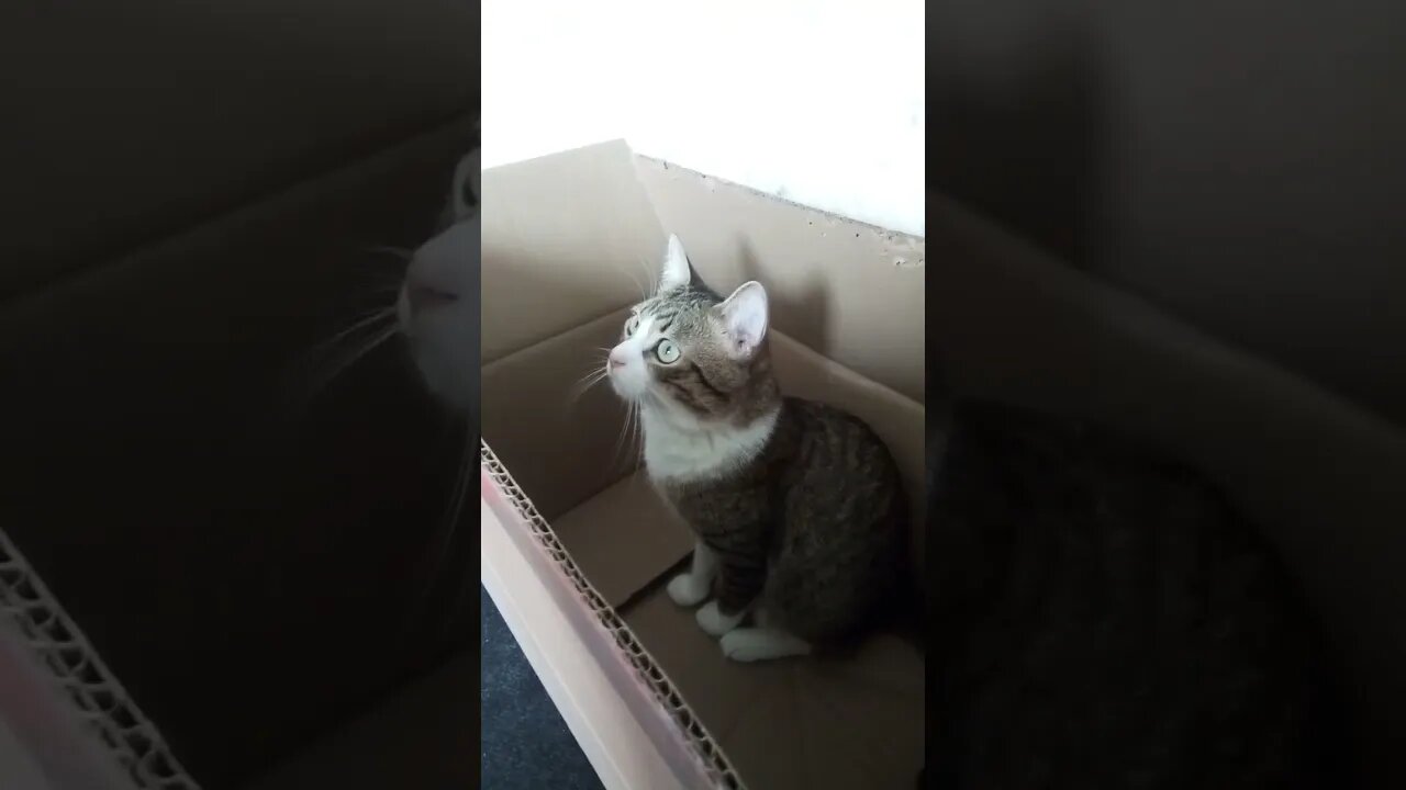 Cute Fluffy Cat Jumps into a Box