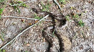 Grandkids found a Snake!!!!