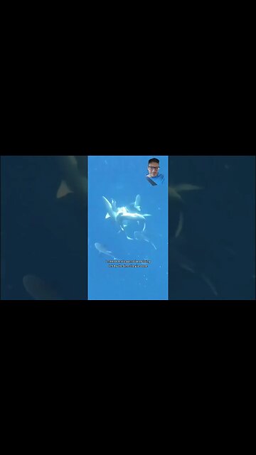 Sharks are fish, and they act like it