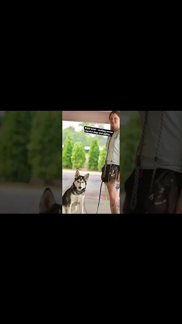 Service Dogs in Training #dog #dogtraining #dogtrainer #traineddogs #puppy