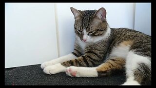 Cat Photography