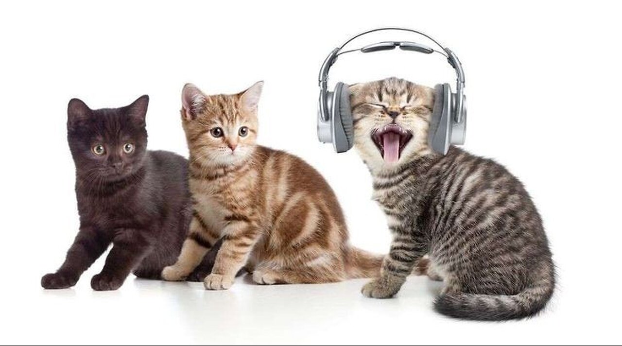 Funny animal video, funny cat video funny kittens
