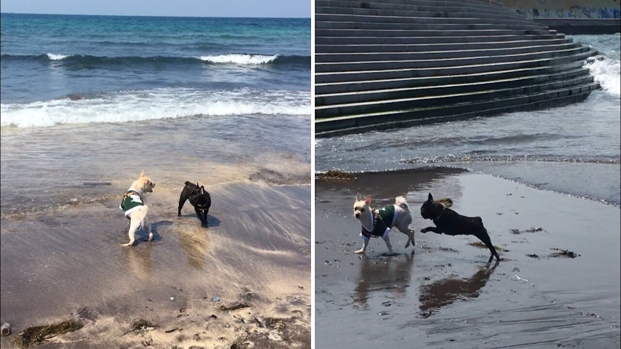 Two puppies playing in the sea.