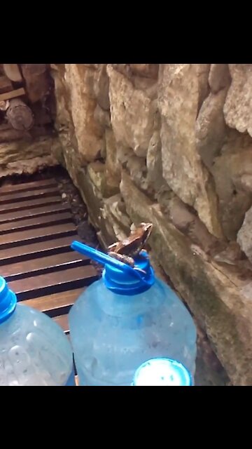 My interest prevented the frog from taking the high barrier.