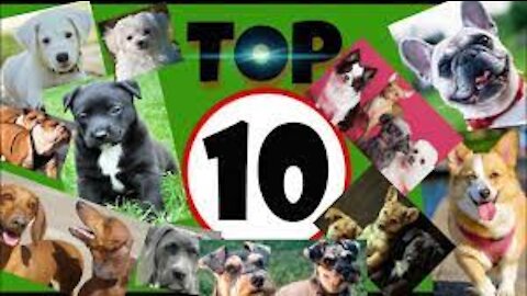 Top 10 dogs Barking with competition 2021