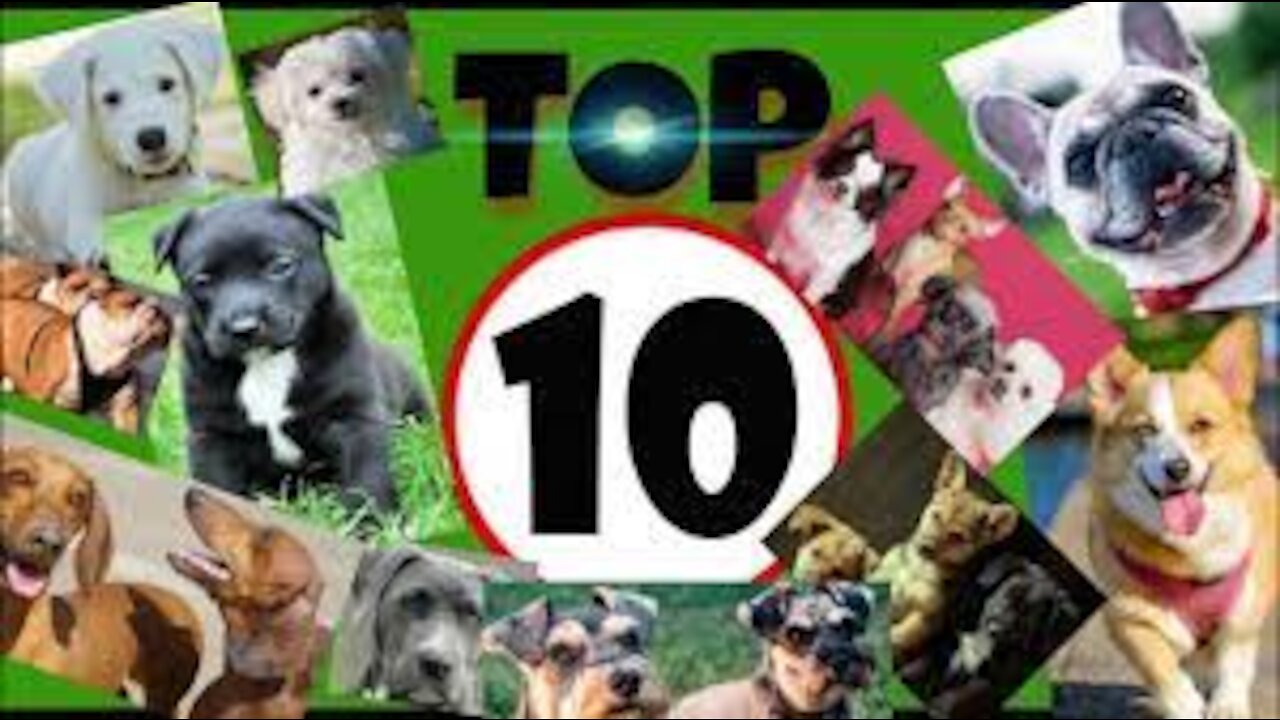 Top 10 dogs Barking with competition 2021