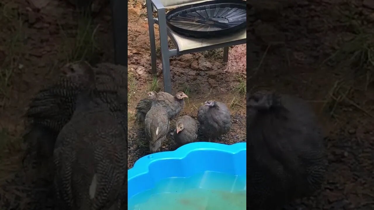 Guinea fowl keets 10 weeks old, exploring away from their cage