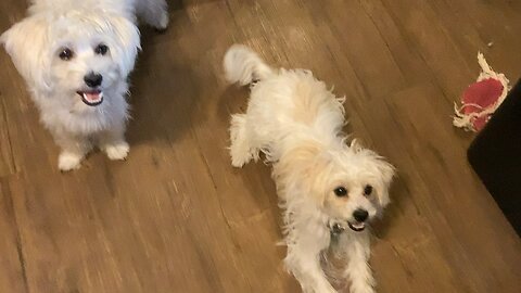 Psalm 139 search me O Lord and my heart, try me, and know my anxieties. Prayer time with puppies