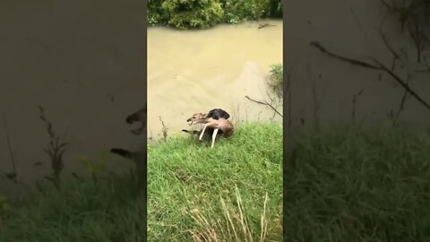 CACHORRINHO SALVA ANIMALZINHO