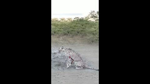 animal fani video 😂