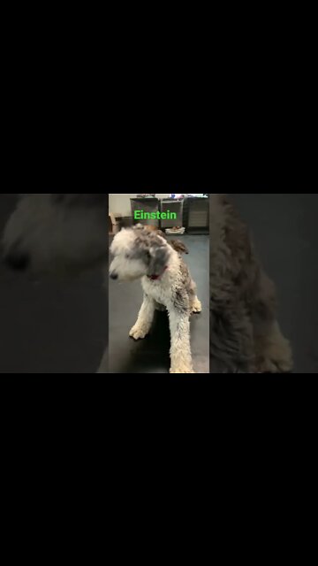 [Shorts 0095] EINSTEIN [#dogs #doggos #doggies #puppies #dogdaycare]