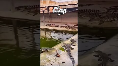 Excavator versus alligator