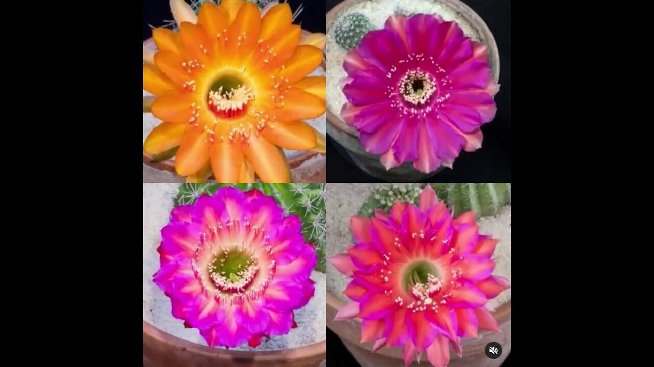 Four different flowers.Very different!