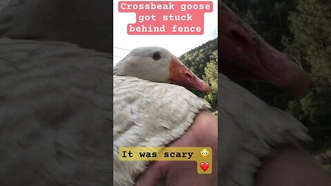 Niles the crossbeak goose got caught behind fence. Very scary for him 😳❤️