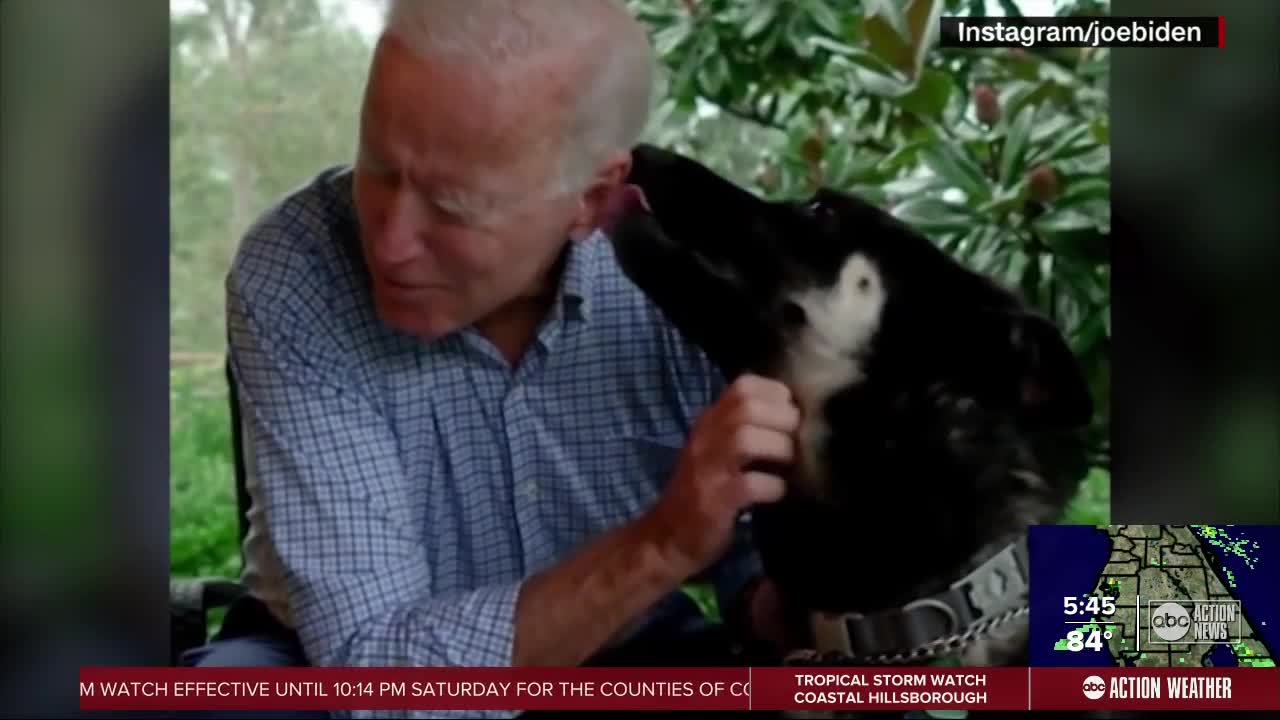 Local shelters hope First Shelter Dog in White House encourages adopting