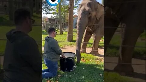 ELEFANTE ADORAVEL APRENDE A TOCAR TAMBOR