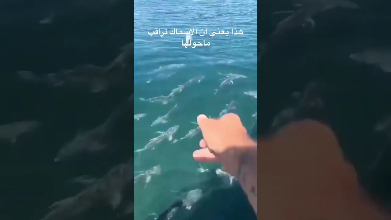 صدقنى حتعيد الفيديو اكتر من مرة