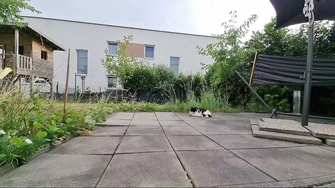 Highlight 55:52 – 1:00:52 von Silent Long LIVE for wh update in the garden @TravelGeorge #ghitatrav