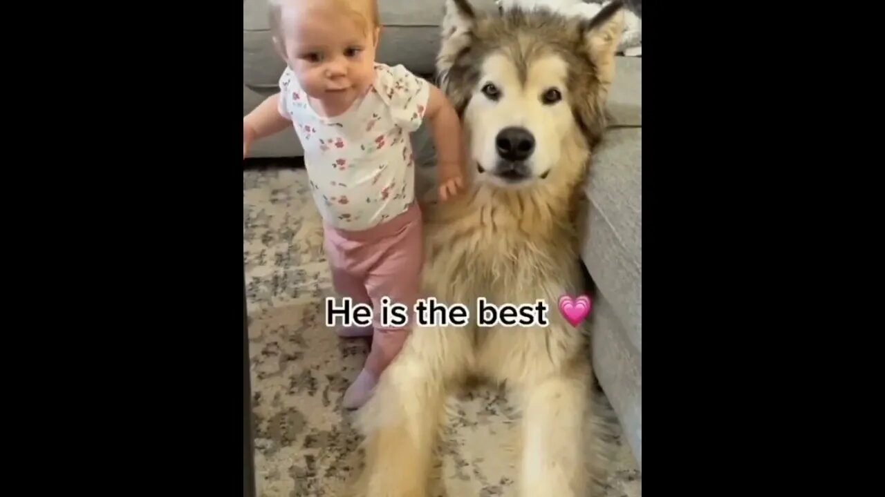 Gentle giant Dog 🐕 with Baby | #Shorts #Animals #Dog