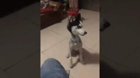 Can you say which breed of dog is this???