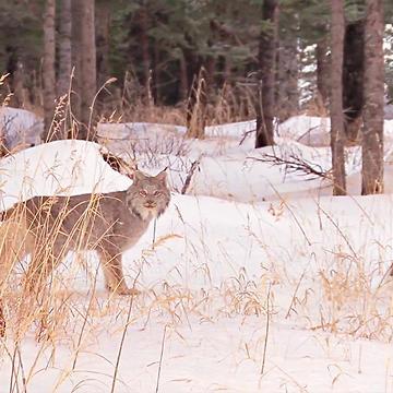 Devastating Loss Of Wildlife Since The 70's