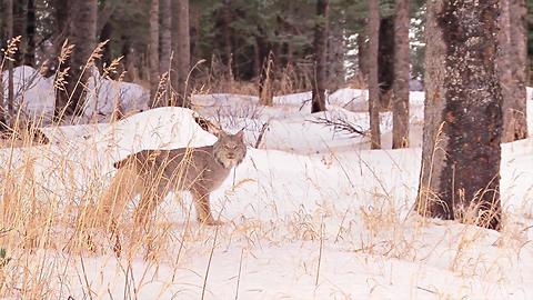 Devastating Loss Of Wildlife Since The 70&#039;s