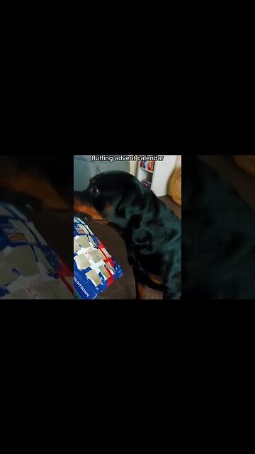 Advent calendar for dogs 😁 #shorts #dogs #rottweiler