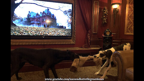 Great Danes Are The Comedy Show Before The Movie