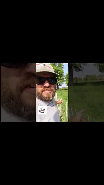 Having Sheep Mow Our Lawn. Full Video On Our Channel. #shorts #sheep #homestead