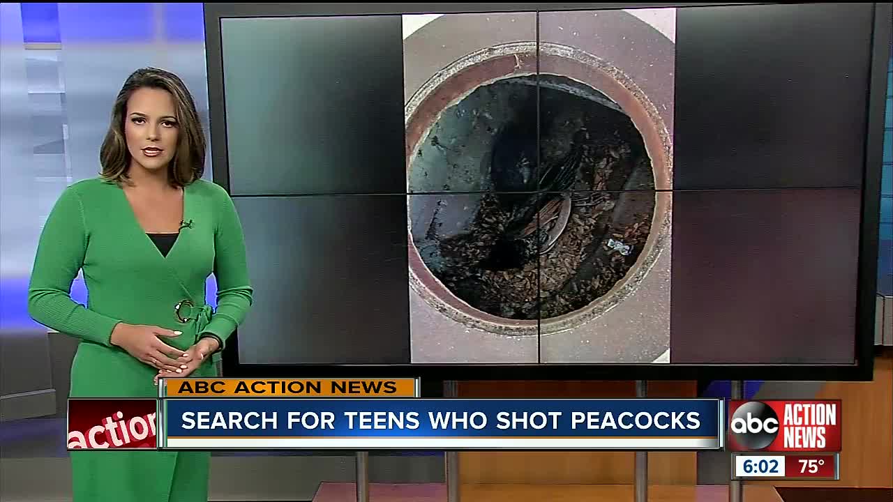 Peacocks found dead in Riverview neighborhood, authorities search for culprits