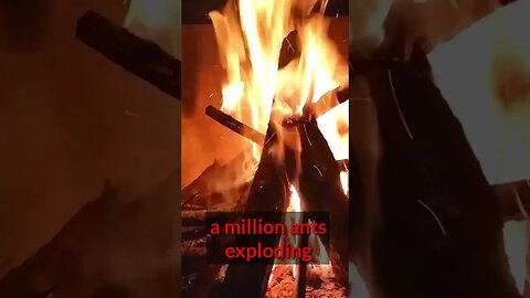 Ants Exploding in Fire #shorts #nature #naturesounds