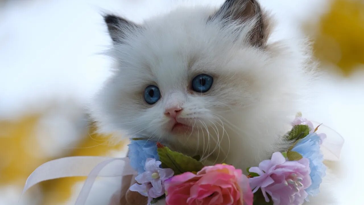 cute cats