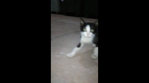 Cat play with me