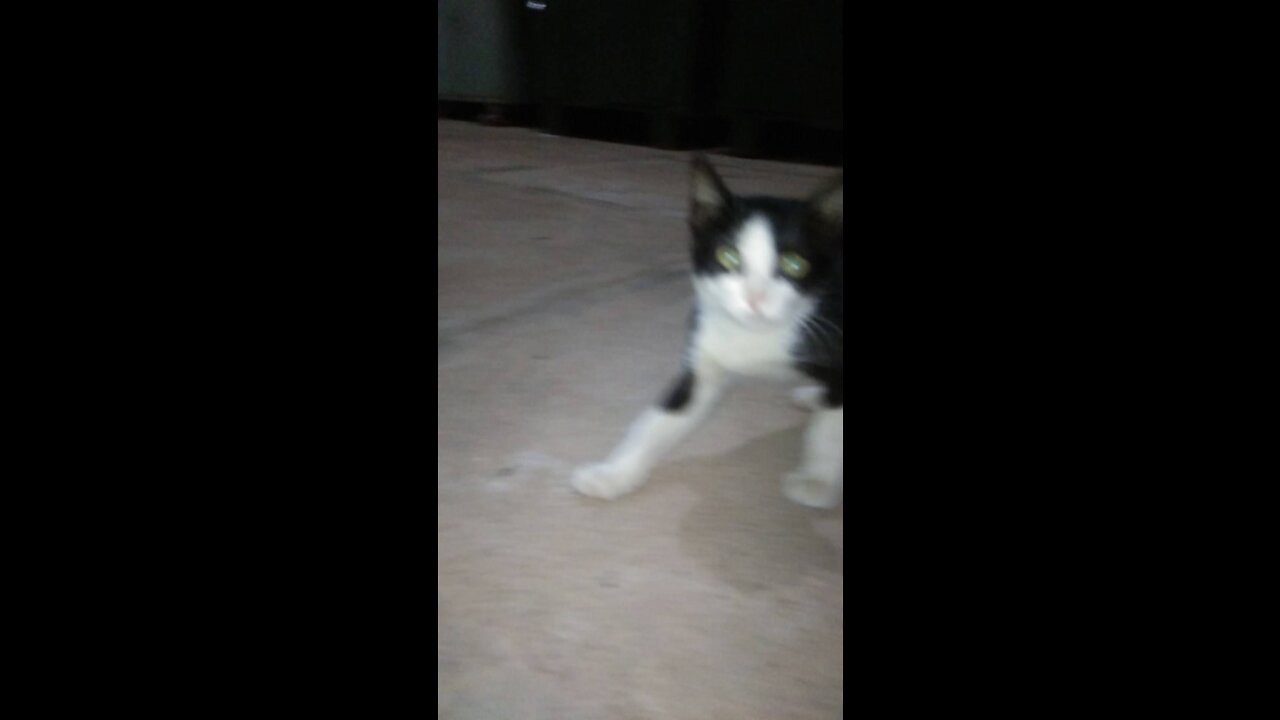 Cat play with me