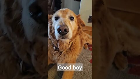 Best Day Ever, Good Boy age 12 Titan #best #life