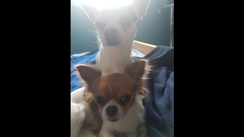 Mes 2 petit chihuahua 😍